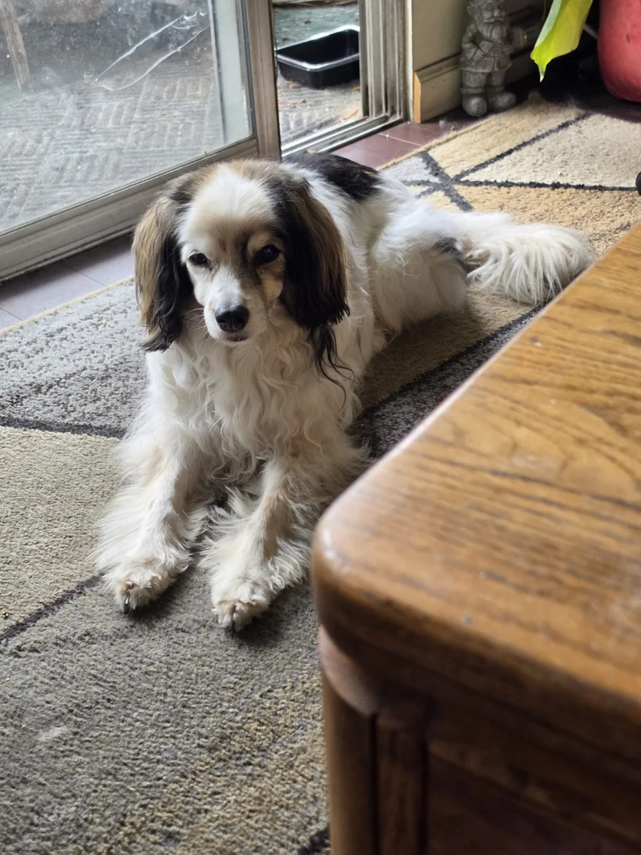 DOG at the door