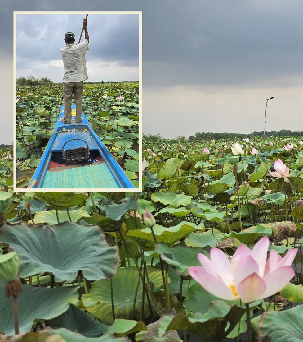 Cambodia lotus-field collage with a boat photo inset